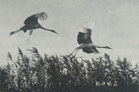 《风中琴》赏析 //翟明忠