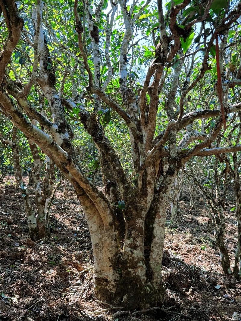 王屋山古茶树