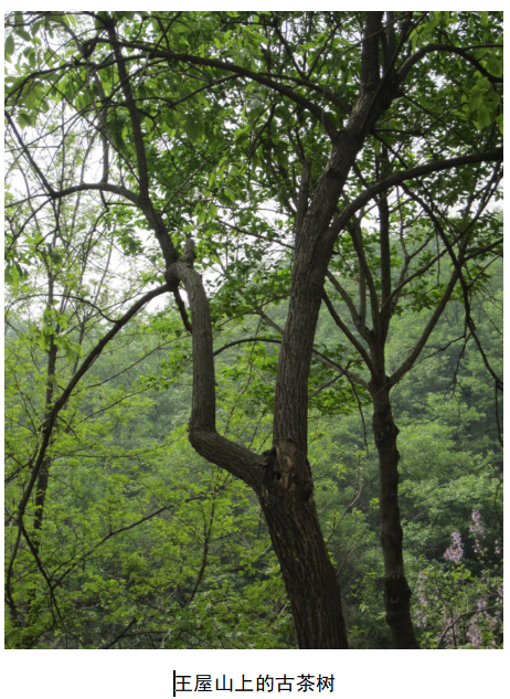 寻觅济源的茶文化//李菊月