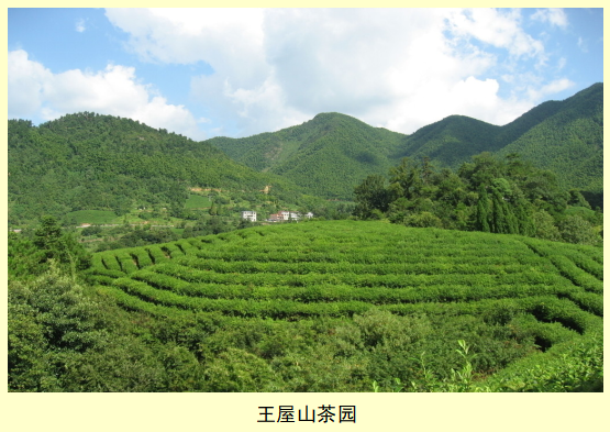 弘扬卢仝茶文化   发展济源茶经济//杨型光